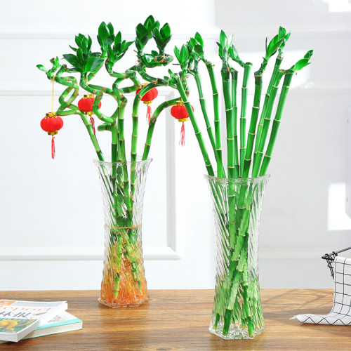 BELLFARM 50PCS Lucky Bamboo Seeds Home Garden Decoration Perennial Indoor Plant