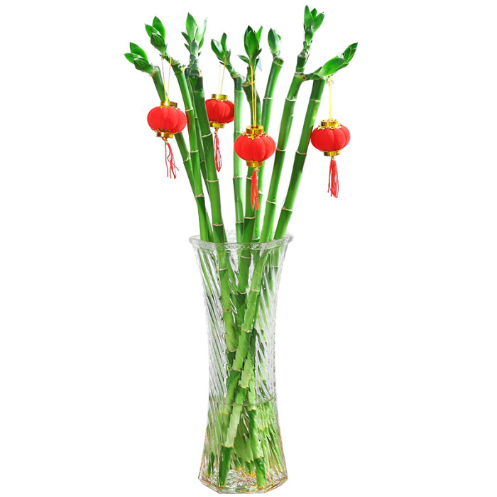 air plants red It Blooms Airplants Tillandsia Red Ionantha Fuego 5 Pack
