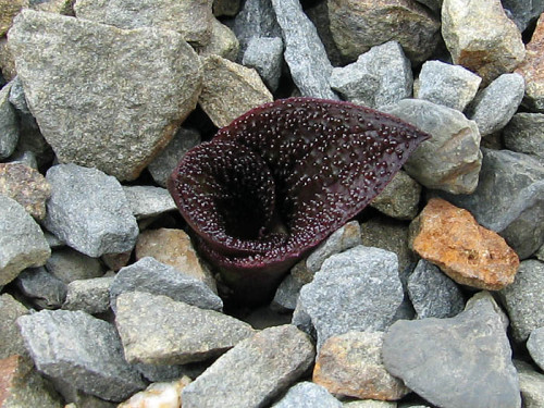 Massonia pustulata Seeds Purple Succulent 100% Right Variety Blistered Massonia