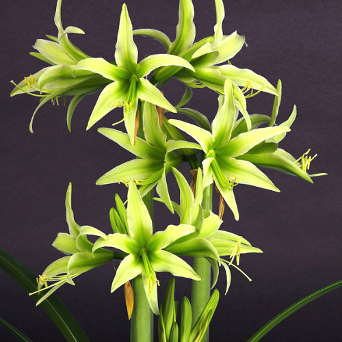 Green Hippeastrum Rutilum Flower 100 Seeds
