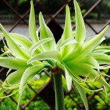 Green Hippeastrum Rutilum Flower 100 Seeds