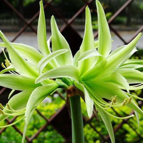 Green Hippeastrum Rutilum Flower 100 Seeds