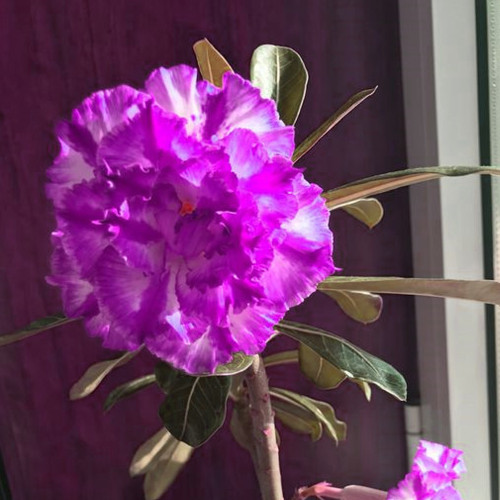 BELLFARM Adenium Desert Rose Seeds White Purple Double Flowers 5-Layers