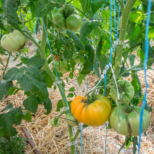 Dixie Golden Giant Tomato Seeds Yellow Big Tomato Fruits Beefsteak Tomatoes Lycopersicon esculentum
