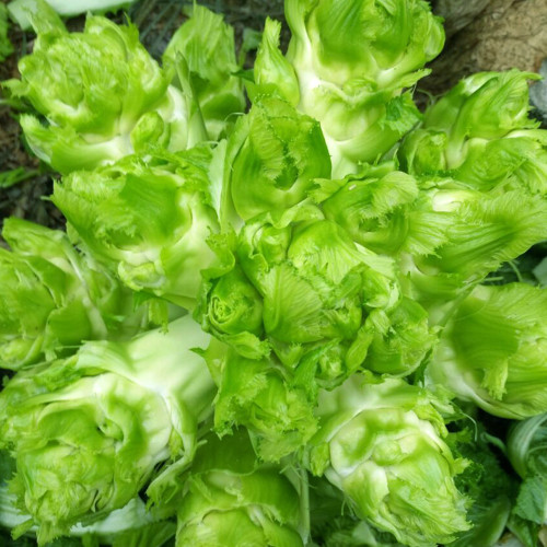 Catechu Spores mustard Vegetables Seeds Er Cai