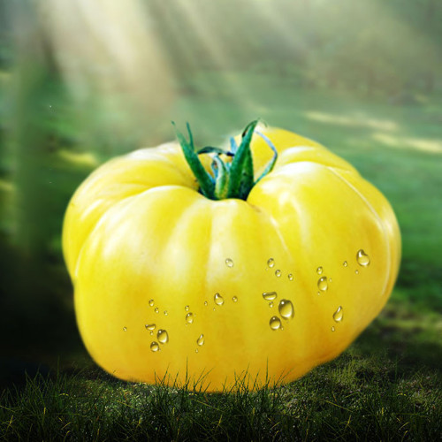 Dixie Golden Giant Tomato Seeds Yellow Big Tomato Fruits Beefsteak Tomatoes Lycopersicon esculentum