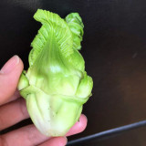 Catechu Spores mustard Vegetables Seeds Er Cai