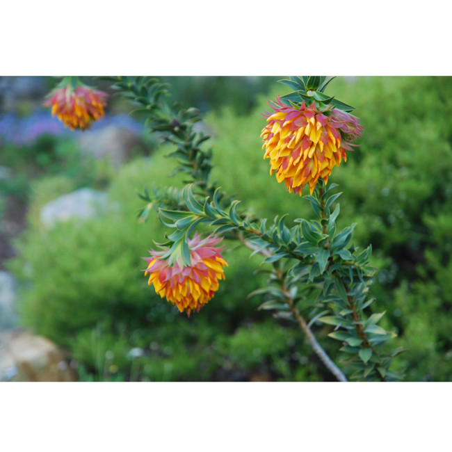 Liparia splendens Flower Seeds Mountain Dahlia Flowering Plant Seeds
