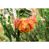 Liparia splendens Flower Seeds Mountain Dahlia Flowering Plant Seeds