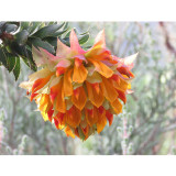 Liparia splendens Flower Seeds Mountain Dahlia Flowering Plant Seeds