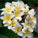 200Pcs/Bag Plumeria Seeds