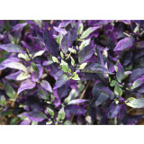 Purple Flash Ornamental Pepper Seeds