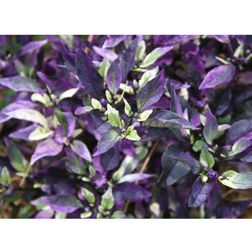 Purple Flash Ornamental Pepper Seeds
