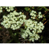 Verticordia eriocephala Seeds White Lambswool Wild Cauliflower Cream White Flowers