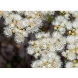 Verticordia eriocephala Seeds White Lambswool Wild Cauliflower Cream White Flowers