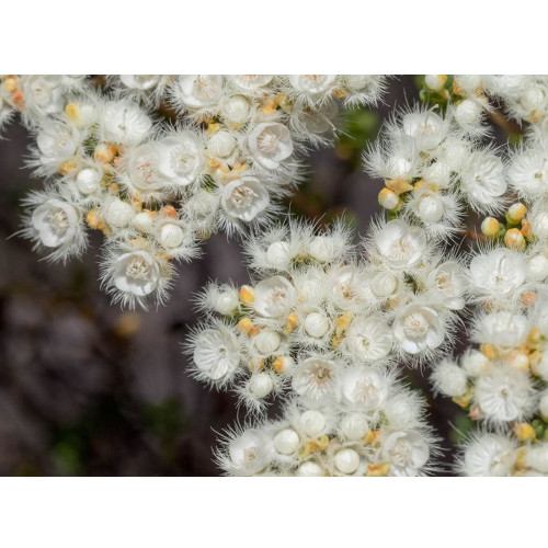 Verticordia eriocephala Seeds White Lambswool Wild Cauliflower Cream White Flowers