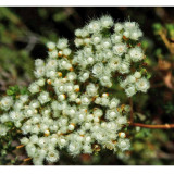 Verticordia eriocephala Seeds White Lambswool Wild Cauliflower Cream White Flowers