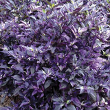 Purple Flash Ornamental Pepper Seeds