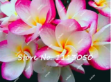 200Pcs/Bag Plumeria Seeds