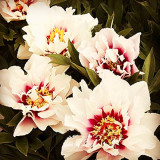 10PCS Peony 'Cora Louise' Seeds Lavender Center White Petals