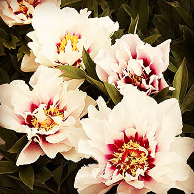 10PCS Peony 'Cora Louise' Seeds Lavender Center White Petals