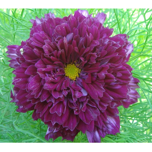 Purple (Mixed) Cosmos Bipinnatus Coreopsis Seeds Purple Double Flowers also Mix other Colors Double Flowers