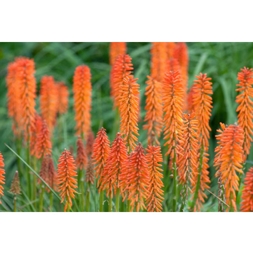 Kniphofia 'Elvira' Seeds Red Hot Poker Torch Lily 'Elvira' Flowers