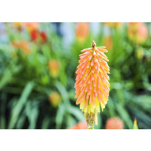 Kniphofia 'Elvira' Seeds Red Hot Poker Torch Lily 'Elvira' Flowers