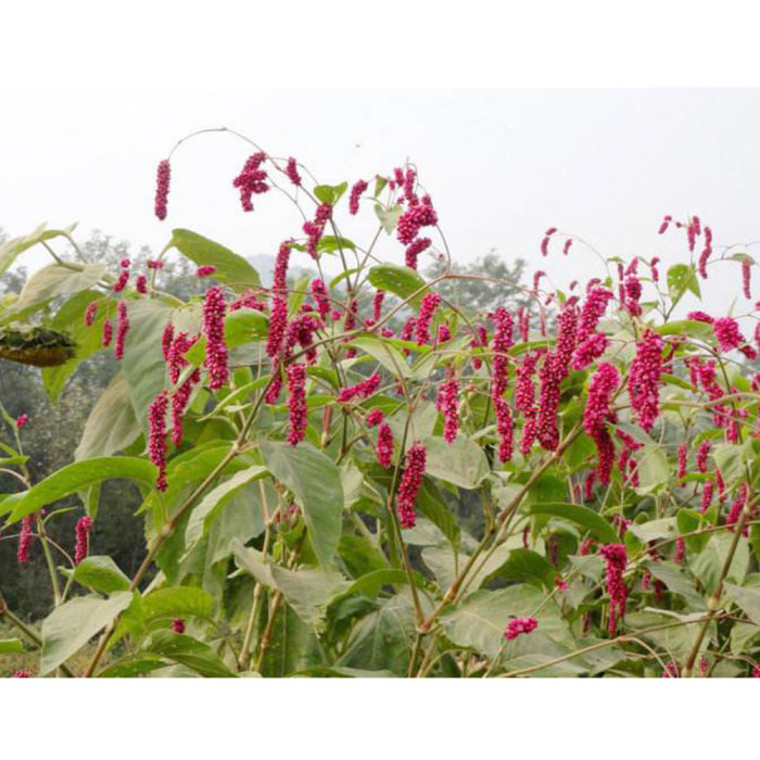 US$ 0.98 - Polygonum Orientale Seeds 'Kiss-Me-Over-The-Garden-Gate'  Princess Feather Annual Plant - www.deargogo.com