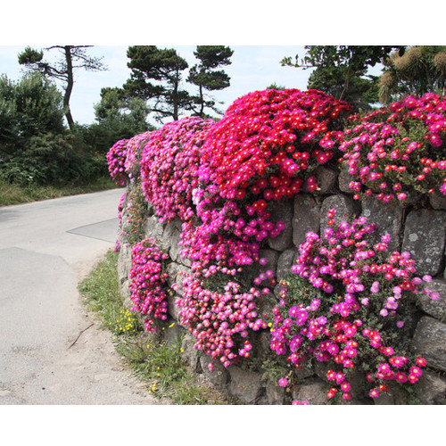 Lampranthus spectabilis Flaw Seeds Aizoaceae Perennial Evergreen Plants