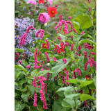 Polygonum Orientale Seeds 'Kiss-Me-Over-The-Garden-Gate' Princess Feather Annual Plant