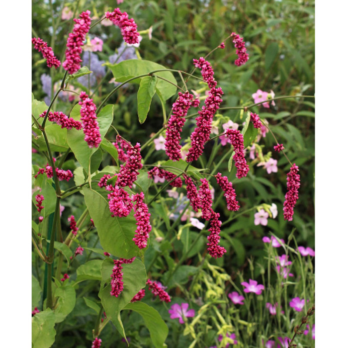 US$ 0.98 - Polygonum Orientale Seeds 'Kiss-Me-Over-The-Garden-Gate'  Princess Feather Annual Plant - www.deargogo.com
