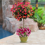 100 pcs/lot Lantana camara flower seeds