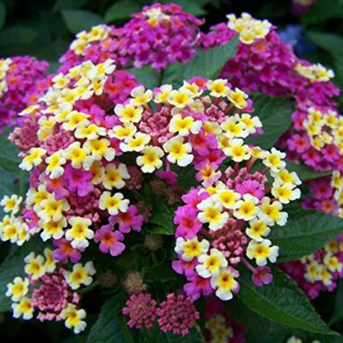 100 pcs/lot Lantana camara flower seeds