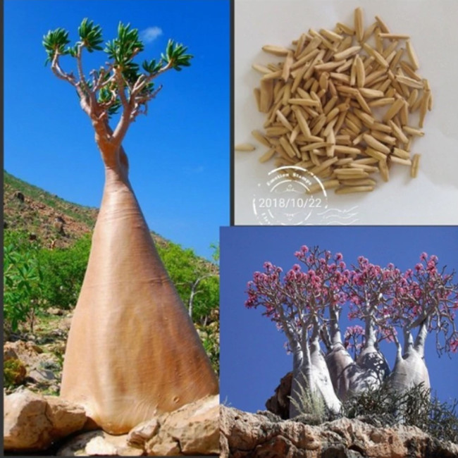 Adenium socotranum seeds