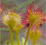 New Rare Colorful Drosera Peltata Potted Plant Circular Sundew Carnivorous Plants Garden 100+ Seeds