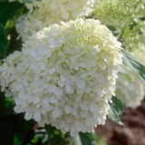 Mixed Hydrangea Flower 50 Seeds Blue Red Pink White Colors