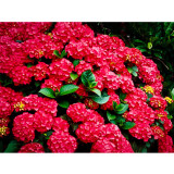Mixed Hydrangea Flower 50 Seeds Blue Red Pink White Colors