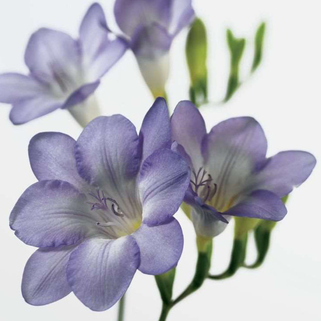 100PCS Freesia Seeds
