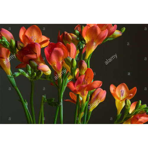 100PCS Freesia Seeds
