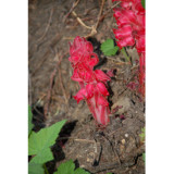 1 Professional Pack, approx 20 Seeds / Pack, Sarcodes sanguinea Snow Plant Seeds