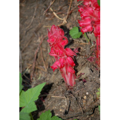 1 Professional Pack, approx 20 Seeds / Pack, Sarcodes sanguinea Snow Plant Seeds