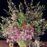 Geraldton Wax Seeds (Chamaelaucium uncinatum)