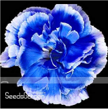 BELLFARM 200PCS Dianthus Caryophyllus Heirloom Carnation Flower Seeds