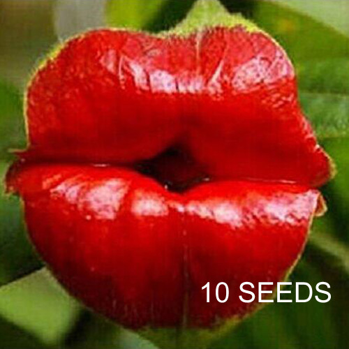 100PCS Rare Sexy Red Lip Flower Seeds Rare Seed