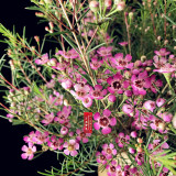 Geraldton Wax Seeds (Chamaelaucium uncinatum)