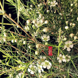 Geraldton Wax Seeds (Chamaelaucium uncinatum)