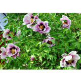 BELLFARM 'Black Pur' Peony Flower Seeds Pale White to Light Purple to Black Double Petals