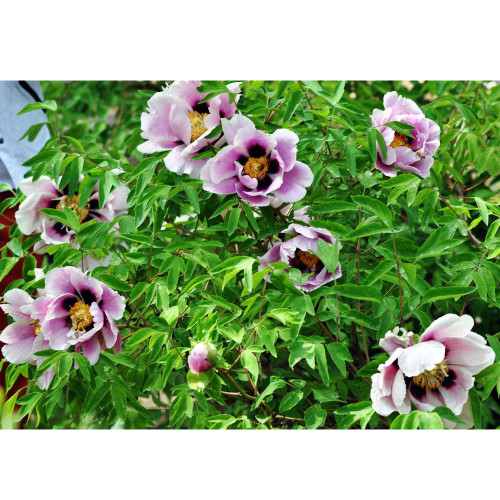 BELLFARM 'Black Pur' Peony Flower Seeds Pale White to Light Purple to Black Double Petals
