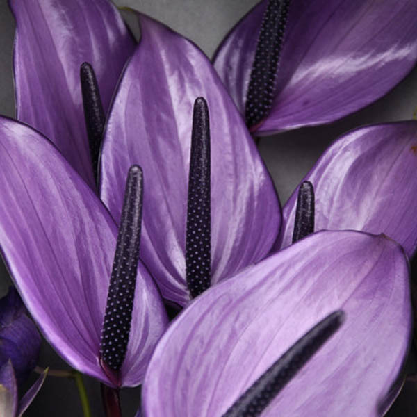 US$ 1.45 - MIX Kinds Rare African Anthurium Seed, Anthurium Andraeanu  Seeds, Indoor Potted flowers Anthurium plant 100 particles / bag -  www.deargogo.com